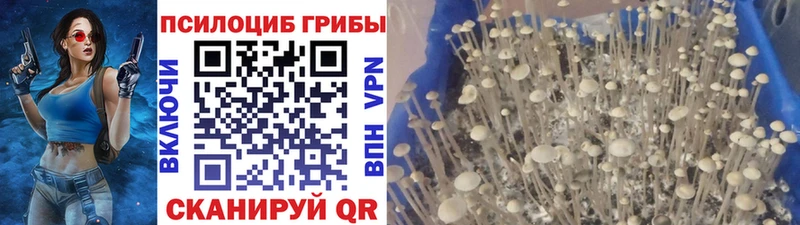 Галлюциногенные грибы Magic Shrooms где найти наркотики Зеленокумск